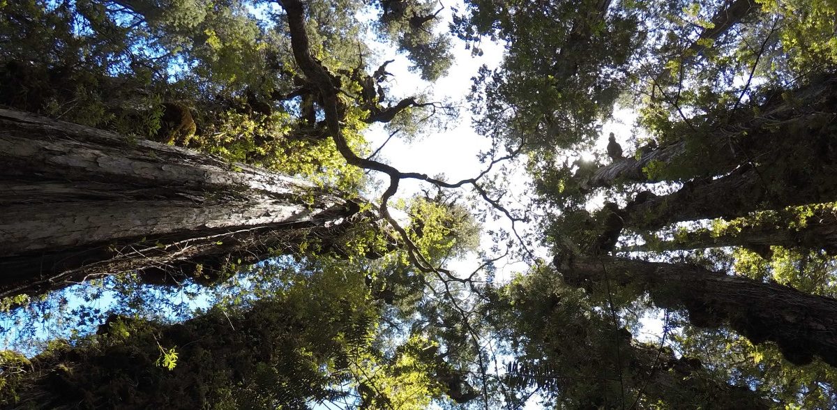 El compost como aliado en la preservación de los bosques: Celebrando el Día Internacional de los Bosques